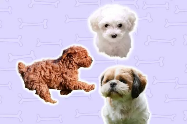 9 Best Small Dog Breeds for Autistic Children (Pros & Cons)