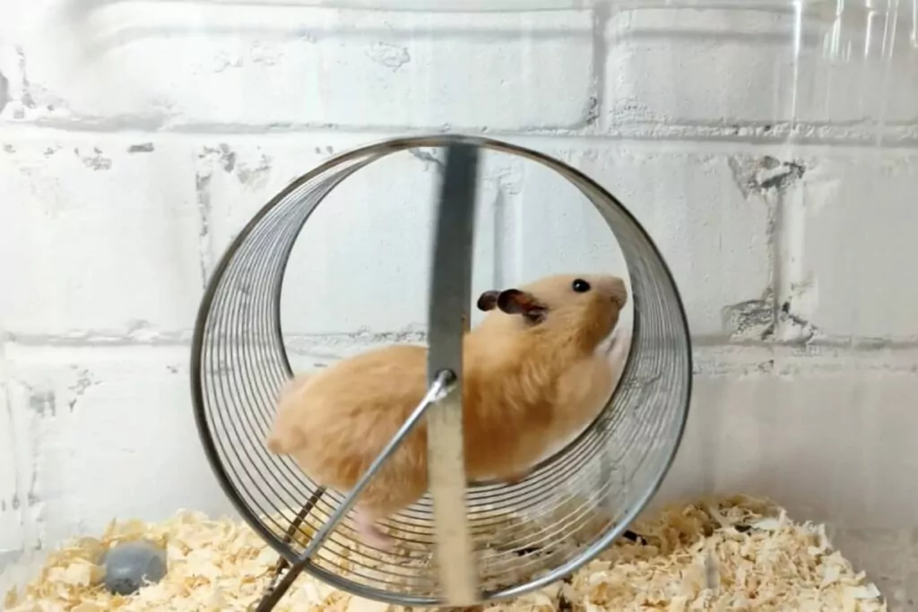 A hamster running inside a hamster