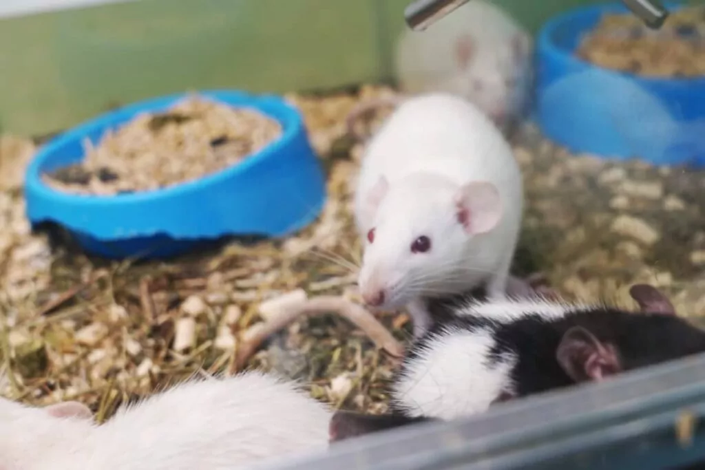 A white rat inside a cage with other rats